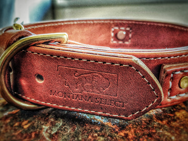Custom leather collar with solid brass fittings and leather grab handle - Montana Select Premium Pet Products.