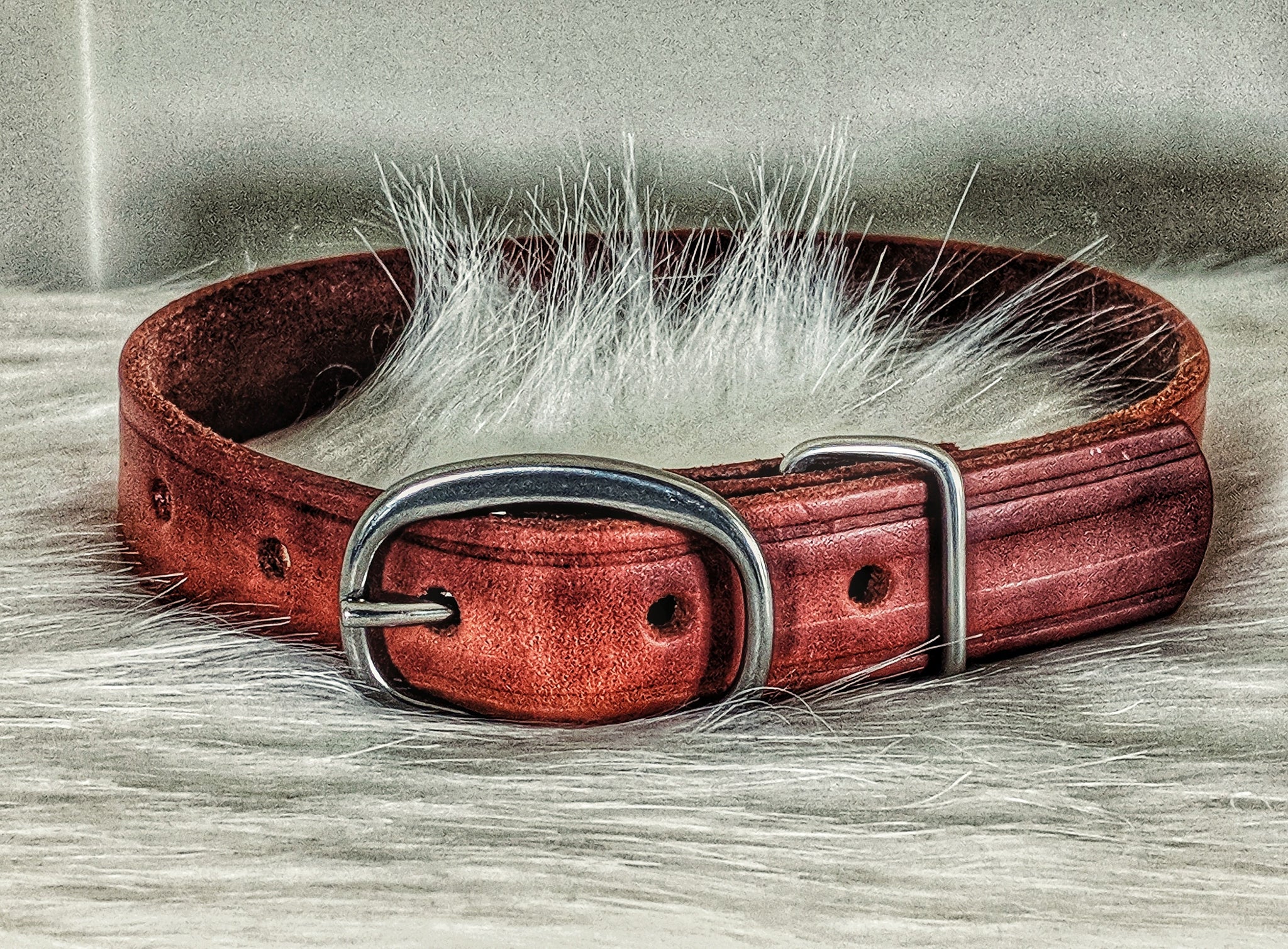 Upcycled horse Hobble Straps leather dog collar - Montana Select Premium Pet Products.