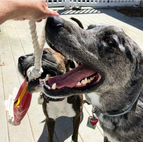The original Tug And Go repurposed firehose (Tug Toy) - Montana Select Premium Pet Products.